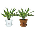 Tropical Plant / Dracaena Lemon-Lime in Pot